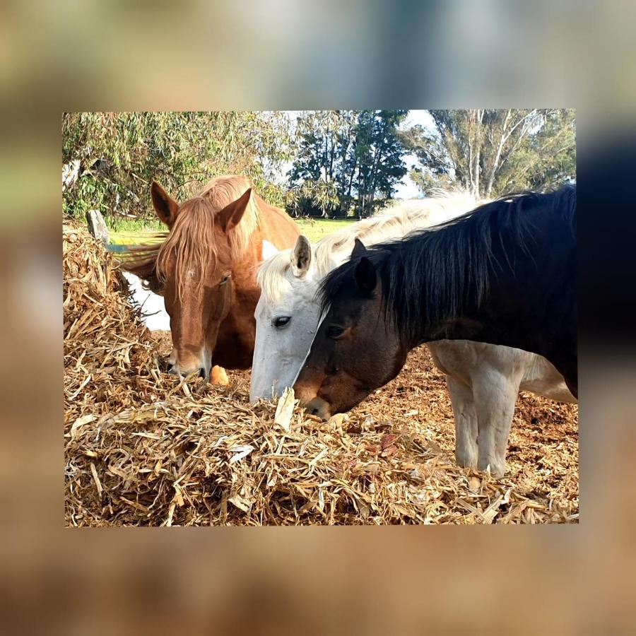 Posada Rural La Corbera Utrera Kültér fotó