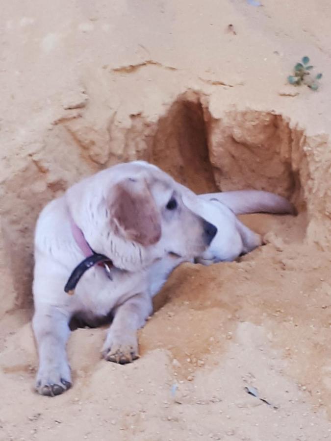 Posada Rural La Corbera Utrera Kültér fotó